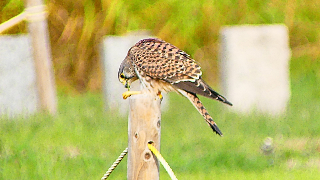 P2340522：チョウゲンボウ