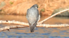 DSCN1479：ハヤブサ