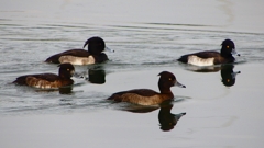 P2350443：キンクロハジロ