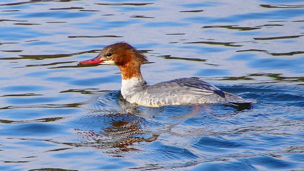 P2390192：カワアイサ（メス）