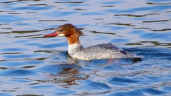 P2390192：カワアイサ（メス）