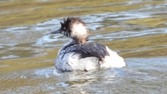 DSCN8011：ハジロカイツブリ