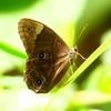 P2260550：クロヒカゲ