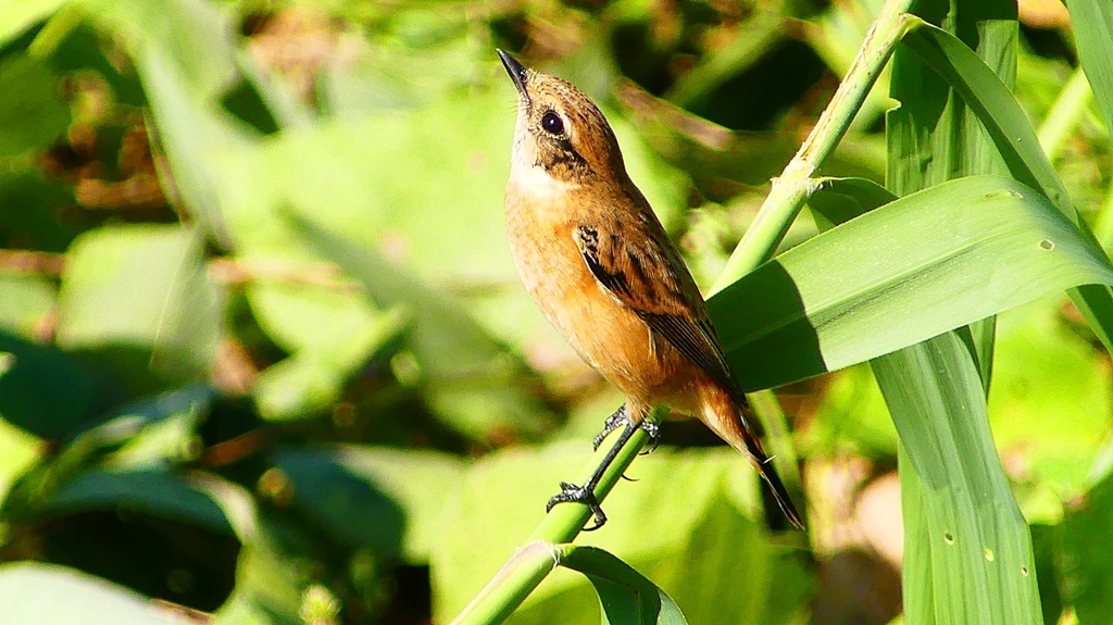 P2300372：ノビタキ