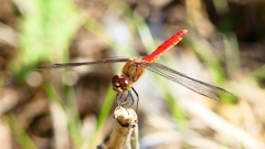 P2330540：アキアカネ（オス）