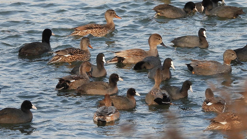 DSCN3892：オカヨシガモ他