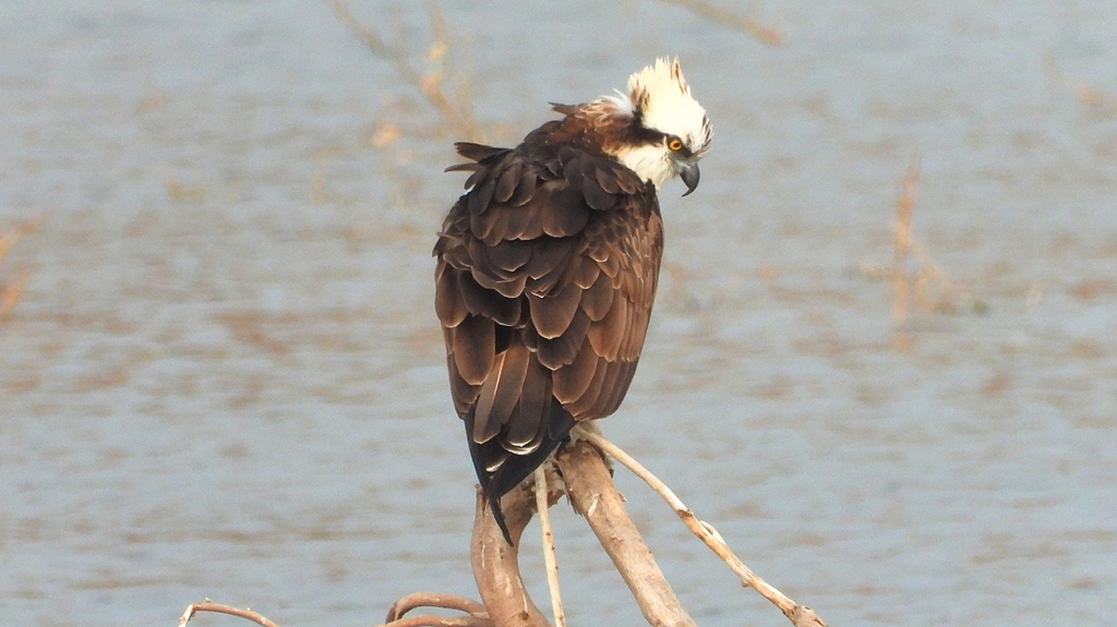 DSCN7345：ミサゴ