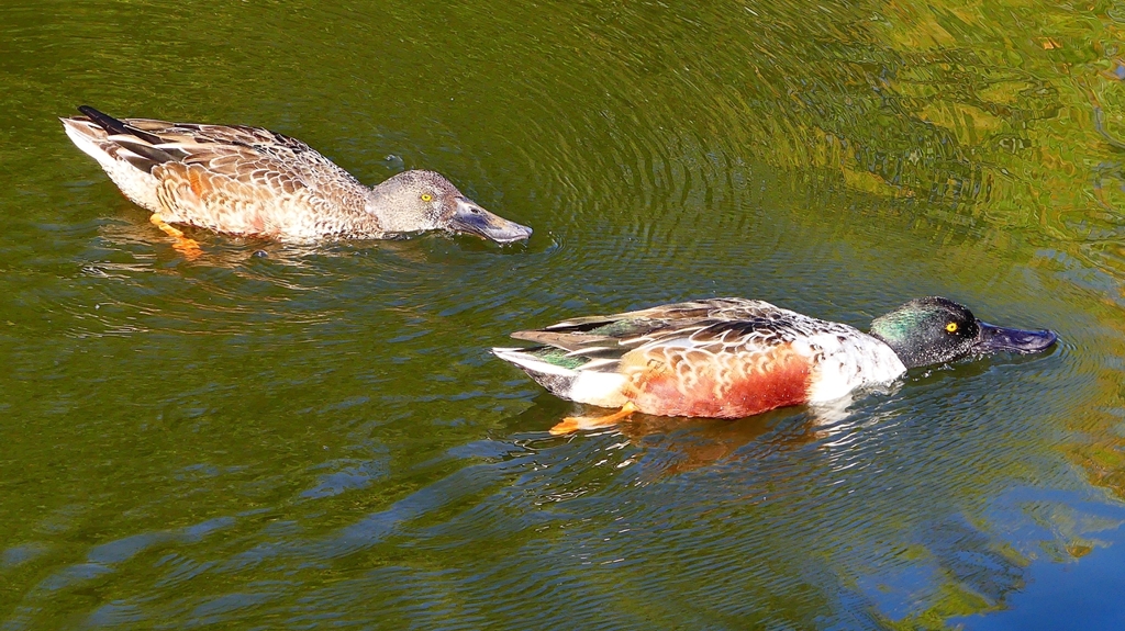 P2360074：ハシビロガモ