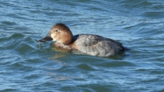 DSCN1052：ホシハジロ（メス）