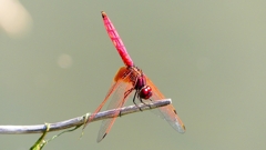 P2300712：ベニトンボ（オス）