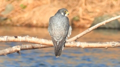 DSCN1477：ハヤブサ