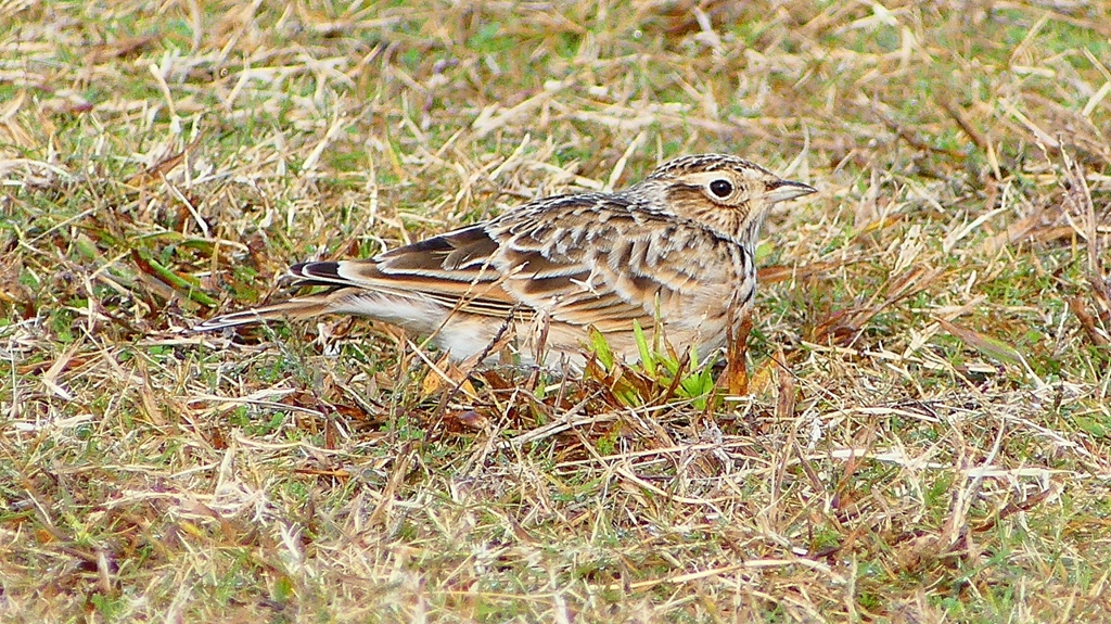 P2350697：ヒバリ