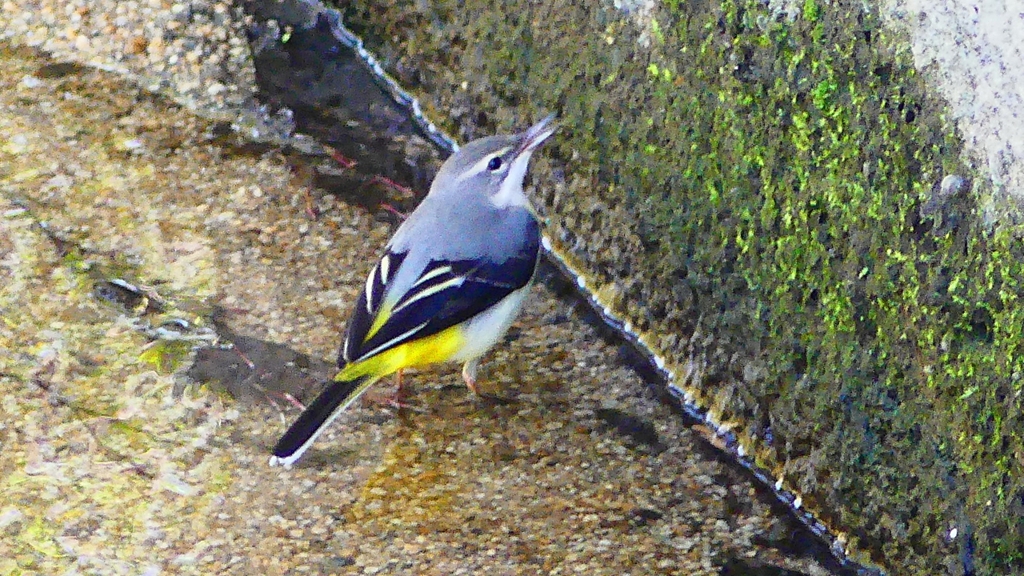 P2330113：キセキレイ