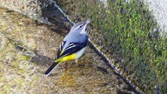 P2330113：キセキレイ