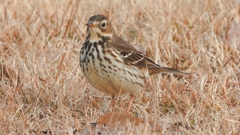 DSCN7609：タヒバリ