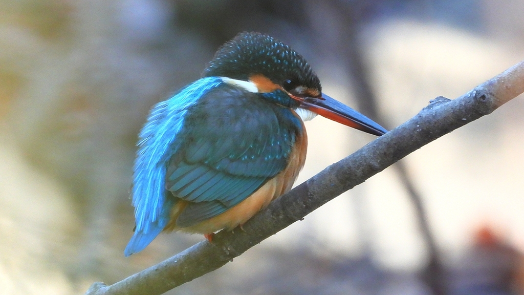 DSCN7979：カワセミ（メス）