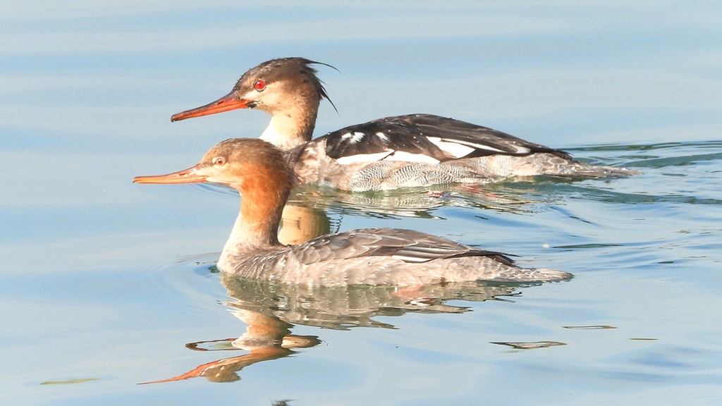 DSCN4571：ウミアイサ