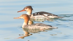 DSCN4571：ウミアイサ