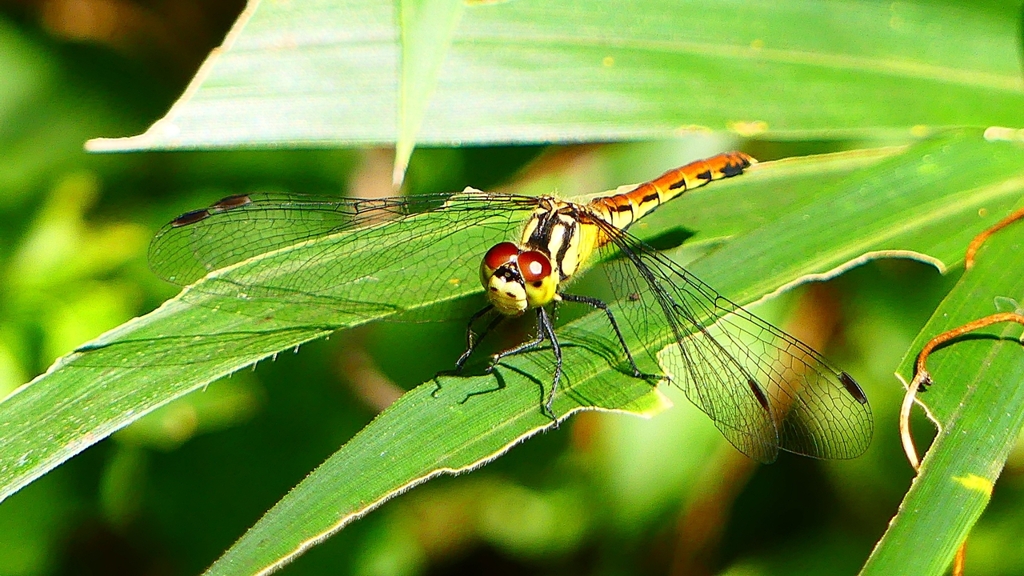 P2250798：マユタテアカネ（メス）