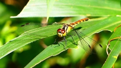 P2250798：マユタテアカネ（オス）