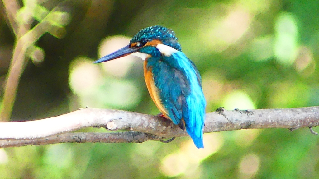 P2300401：カワセミ