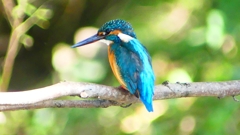 P2300401：カワセミ