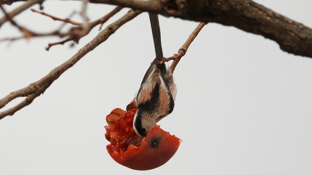 DSCN8567：エナガ