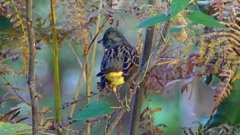 P2400395：アオジ