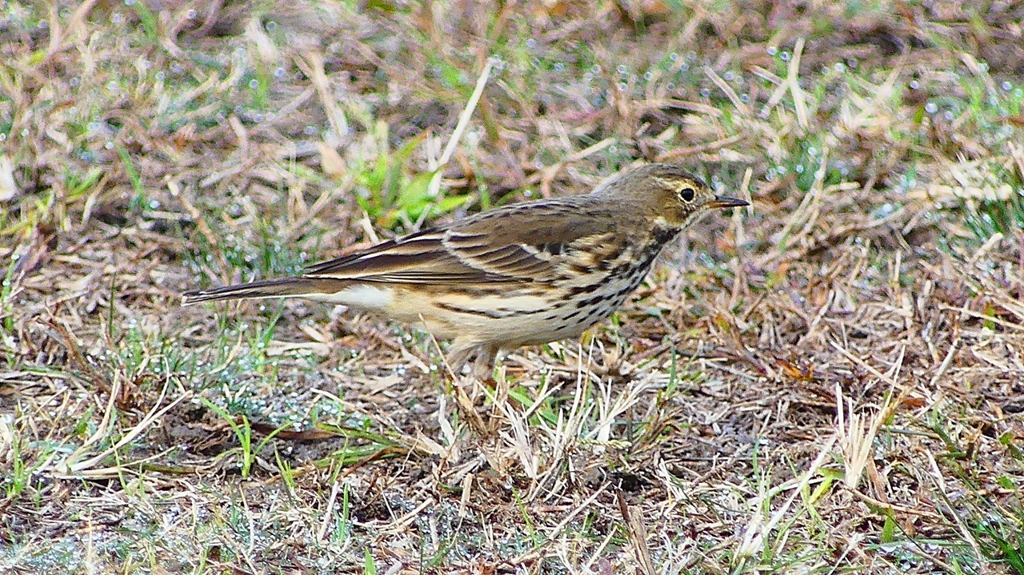 P2350632：タヒバリ