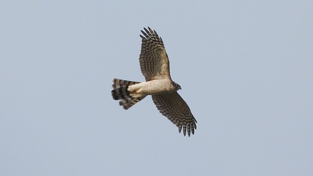 DSCN4213：飛ぶハイタカ