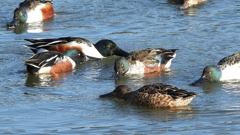 DSCN7010：ハシビロガモ