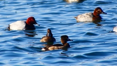 P2380605：ホシハジロ、キンクロハジロ