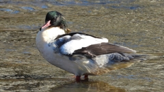 DSCN1760：カワアイサ（オス）