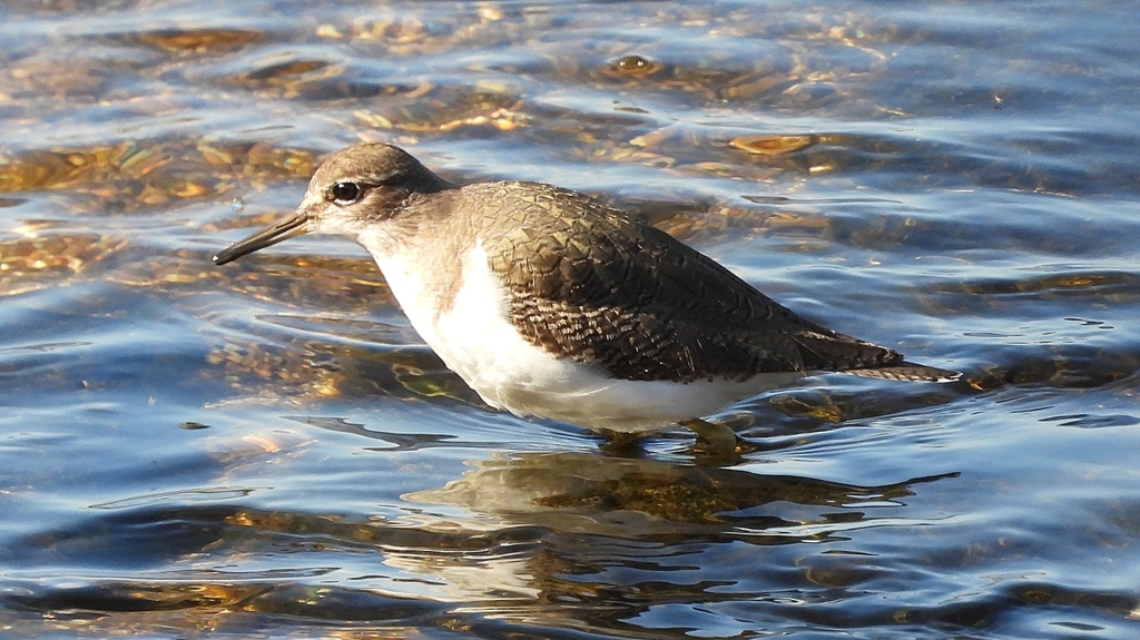 DSCN1176：イソシギ