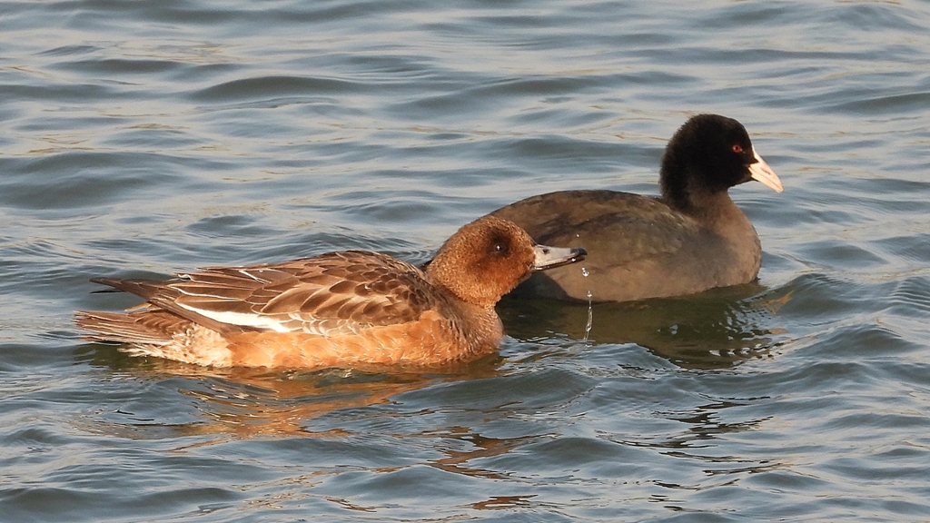 DSCN3920：ヒドリガモ、オオバン