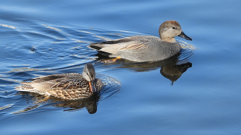 DSCN9708：オカヨシガモ