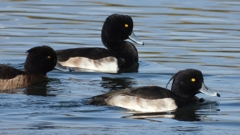 DSCN2941：キンクロハジロ