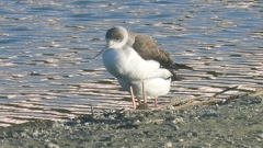 DSCN2338：セイタカシギ