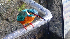 P2410424：カワセミ（オス）