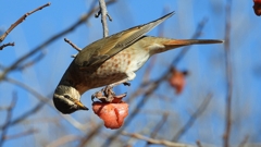 DSCN8870：ハチジョウツグミ