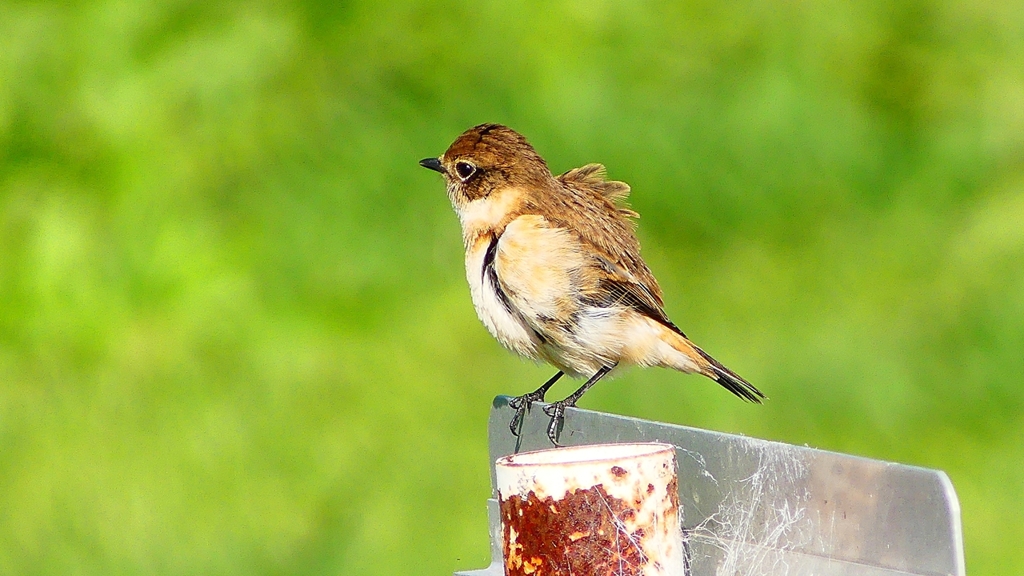 P2310839：ノビタキ