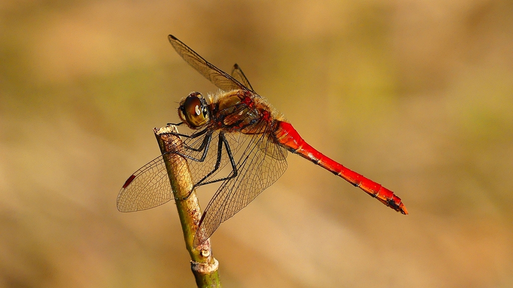 P2320210：アキアカネ（オス）