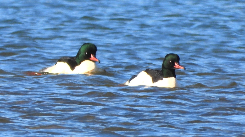 DSCN5840：カワアイサ