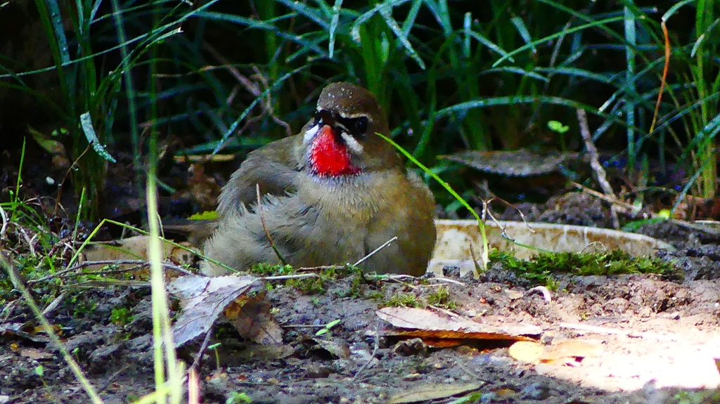 P2310600：ノゴマ（オス