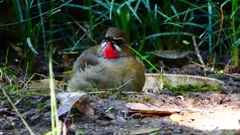 P2310600：ノゴマ（オス