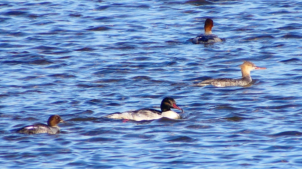 P2380641：カワアイサ他