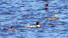 P2380641：カワアイサ他