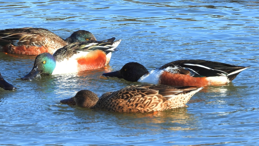 DSCN7021：ハシビロガモ