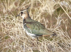 DSCN2728：タゲリ