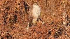 DSCN5436：ハイタカ